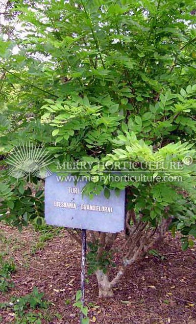 Sesbania Grandiflora 1